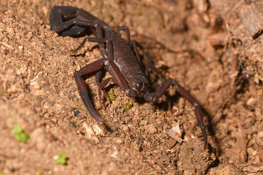 Image of Tityus dedoslargos Francke & Stockwell 1987