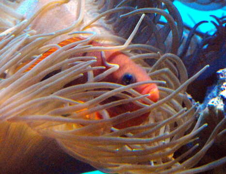 Image of Red saddleback anemonefish