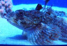 Image of Padded sculpin