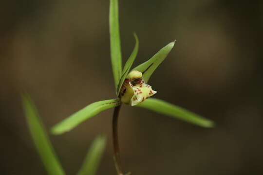 Imagem de Cymbidium kanran Makino