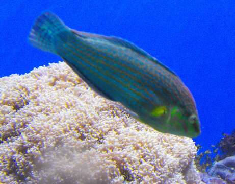 Image of Hoeven's wrasse