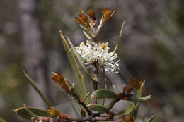 Imagem de Hakea laevipes subsp. graniticola Haegi