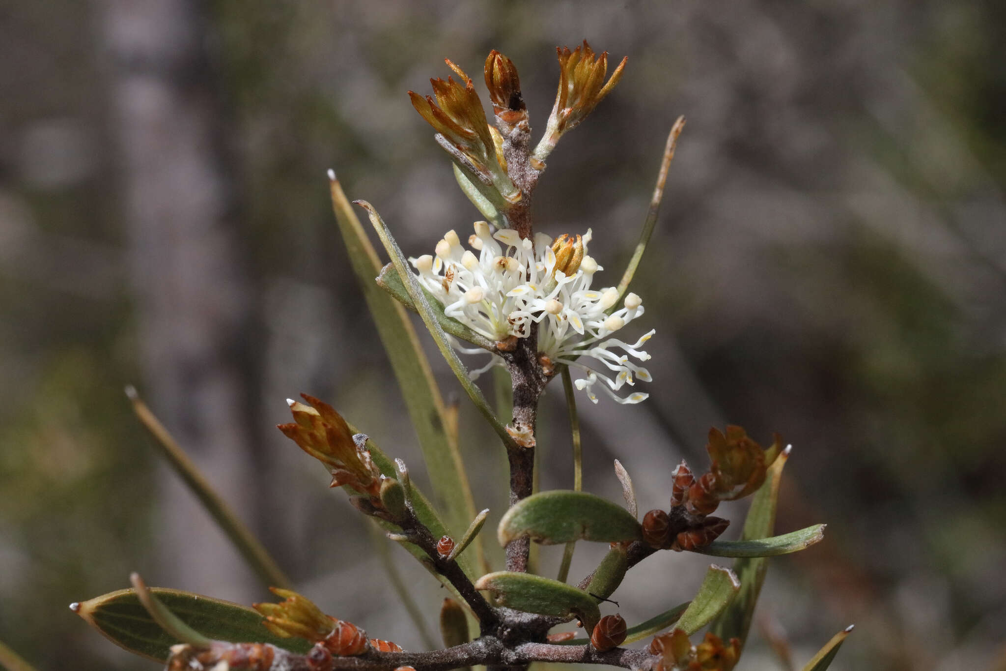 Imagem de Hakea laevipes subsp. graniticola Haegi