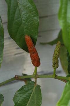 Image of Javanese long pepper
