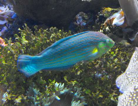 Image of Hoeven's wrasse