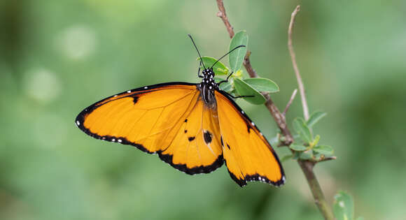 Image of Danaus (Anosia) chrysippus subsp. dorippus Klug 1845