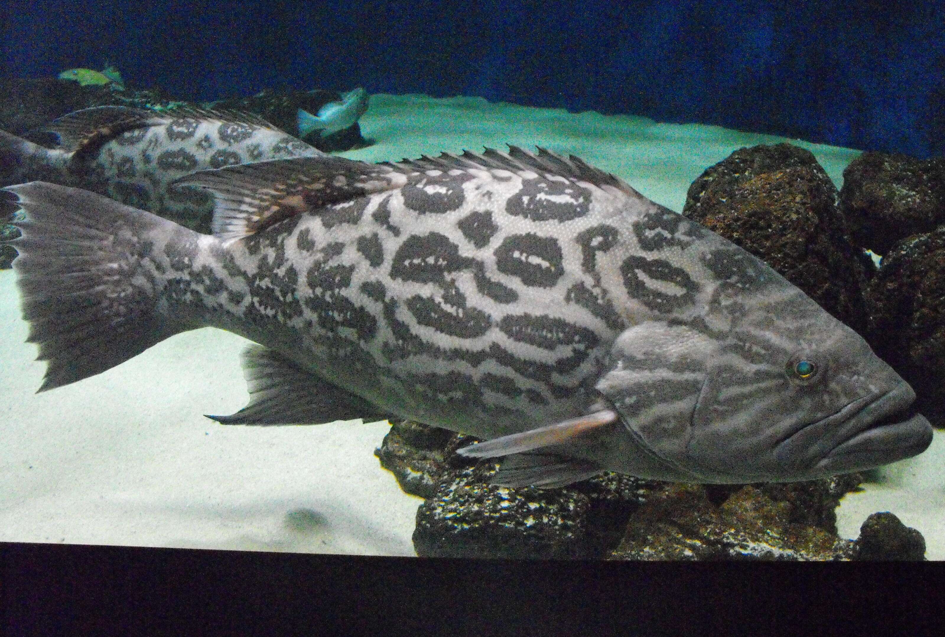 Image of Broom-tail Grouper