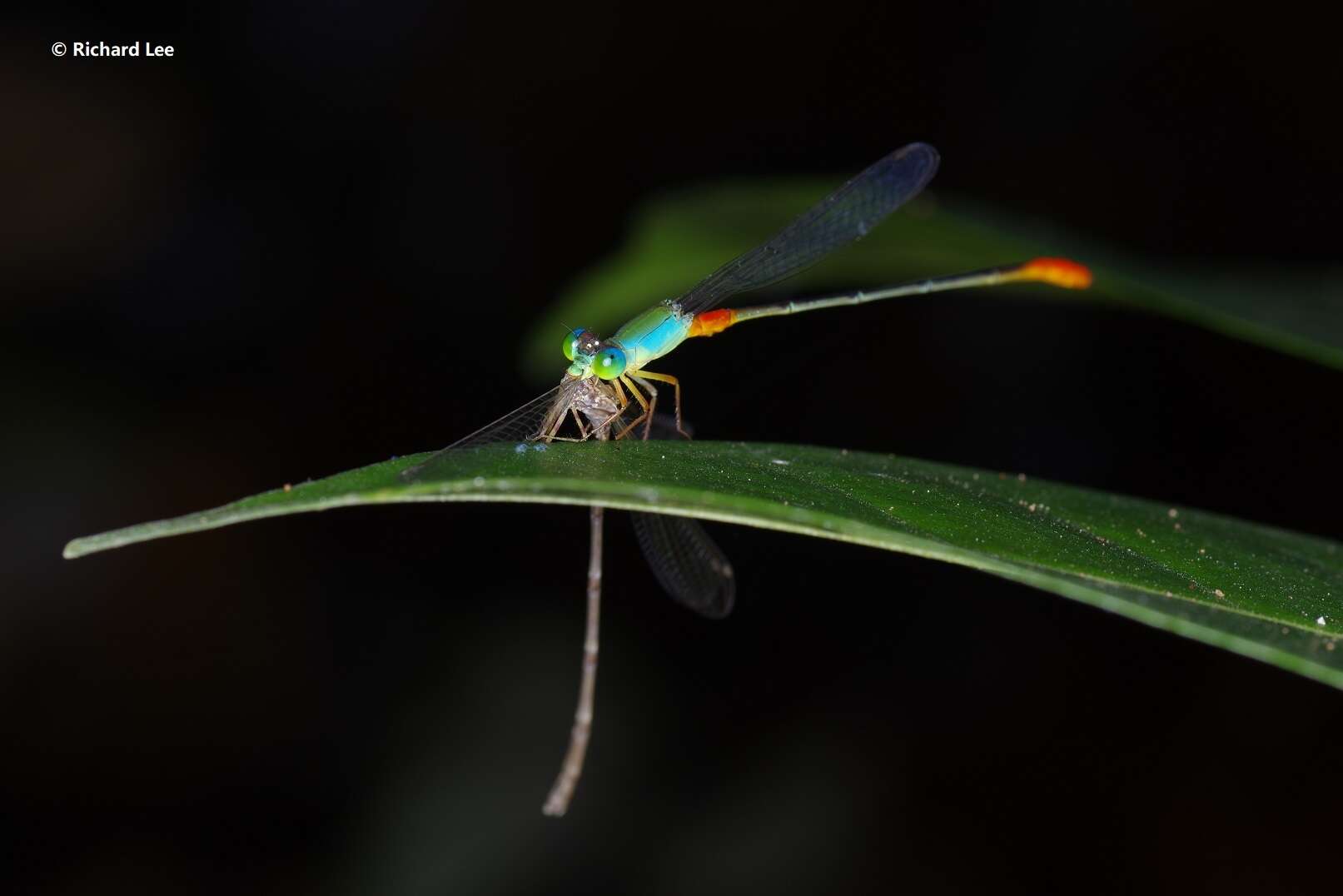 Image of bi-coloured damsel