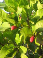 Image of miracle fruit