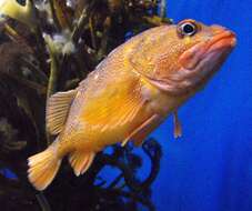 Image of Starry rockfish