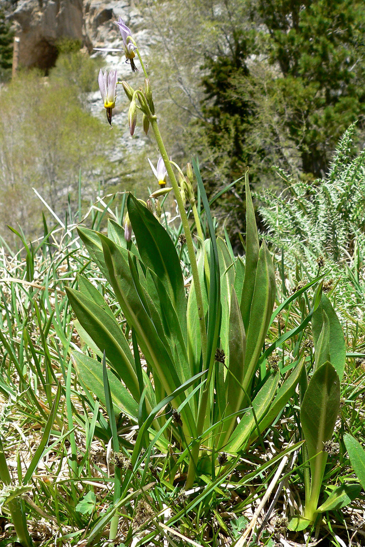 Image of scented shootingstar