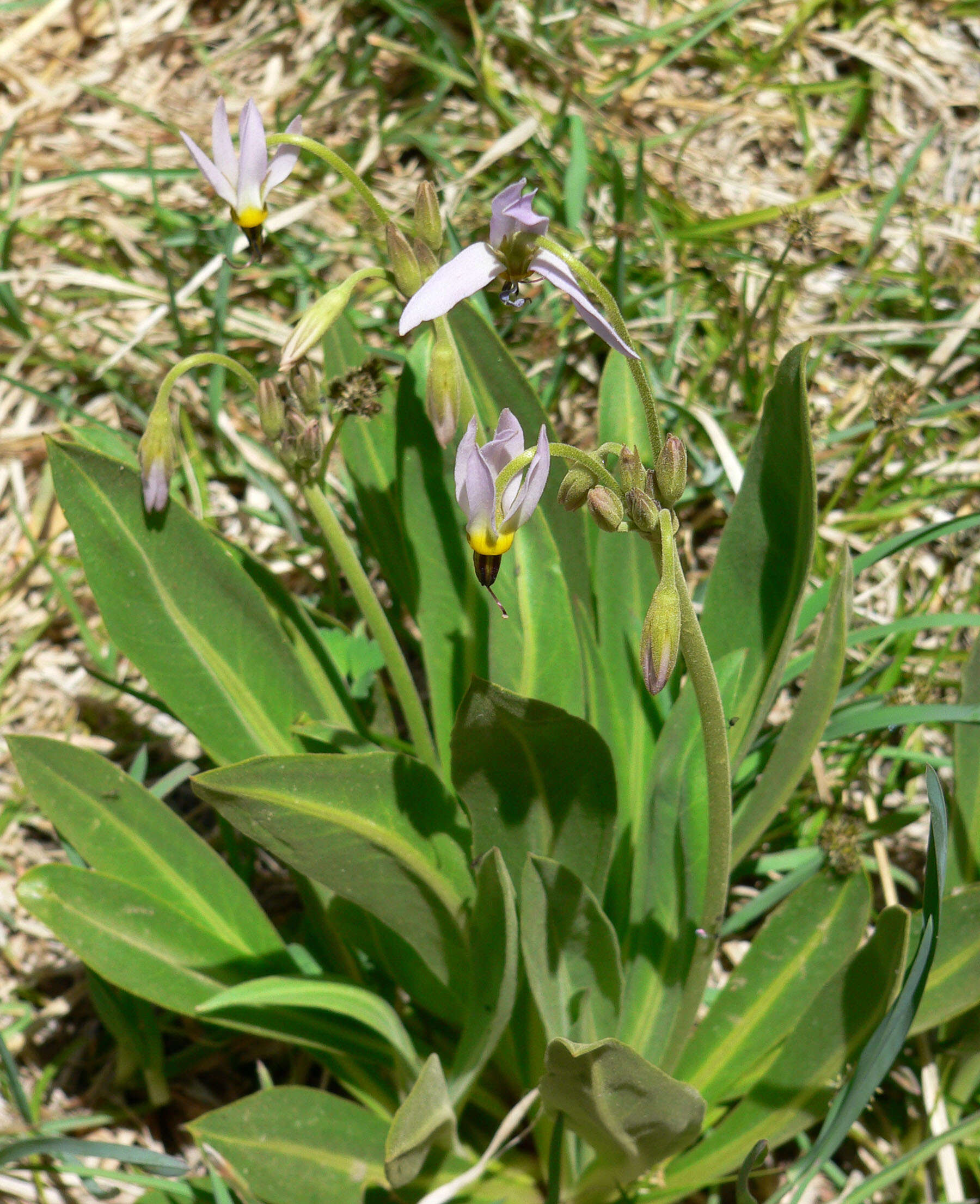 Image of scented shootingstar