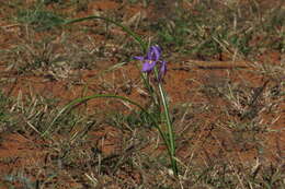 Image of blue-tulip