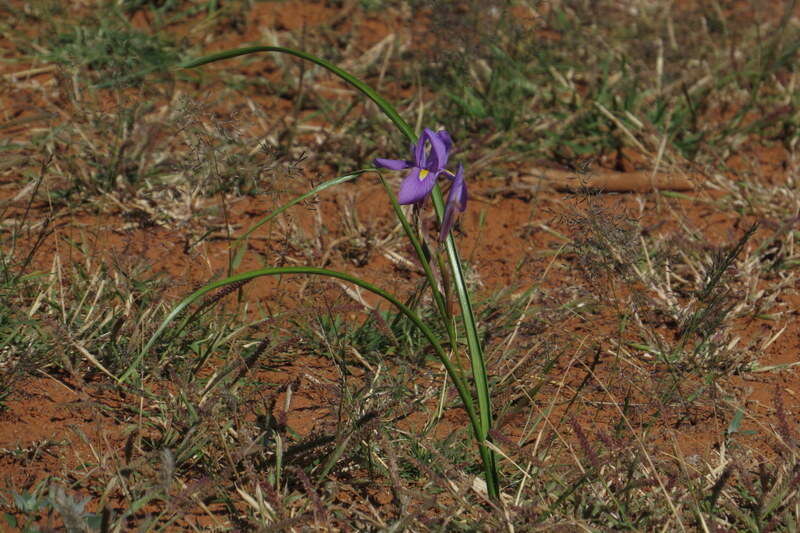 Image of blue-tulip