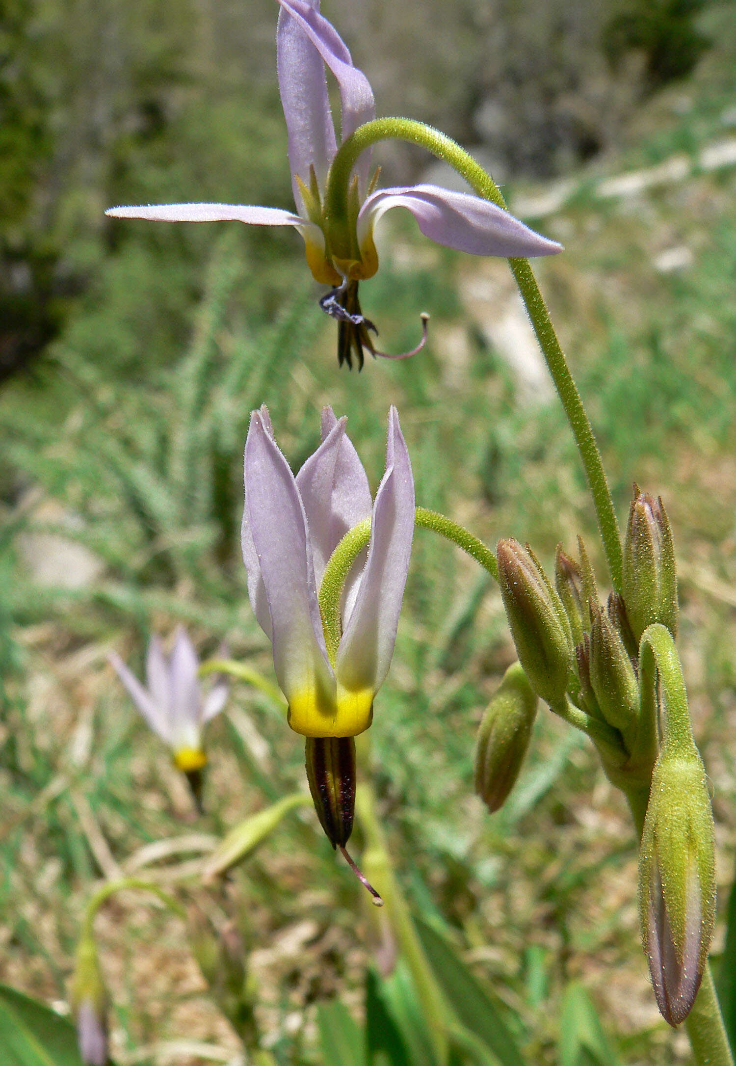 Image of scented shootingstar
