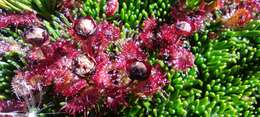 Image of Drosera uniflora Willd.