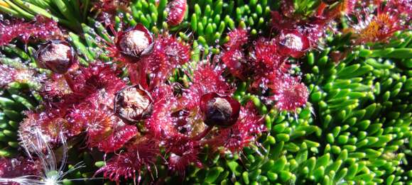 Image of Drosera uniflora Willd.