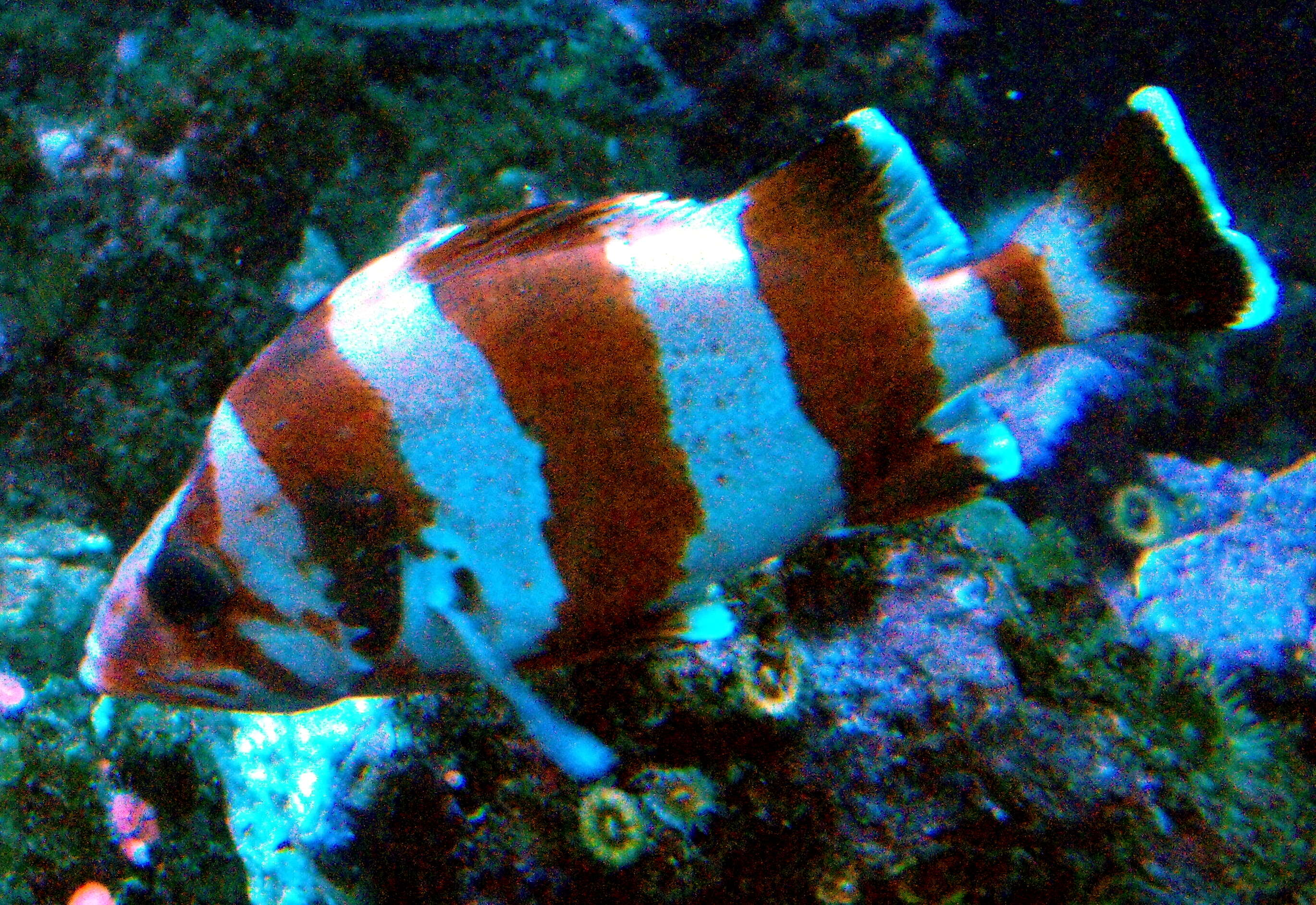Image of Flag rockfish