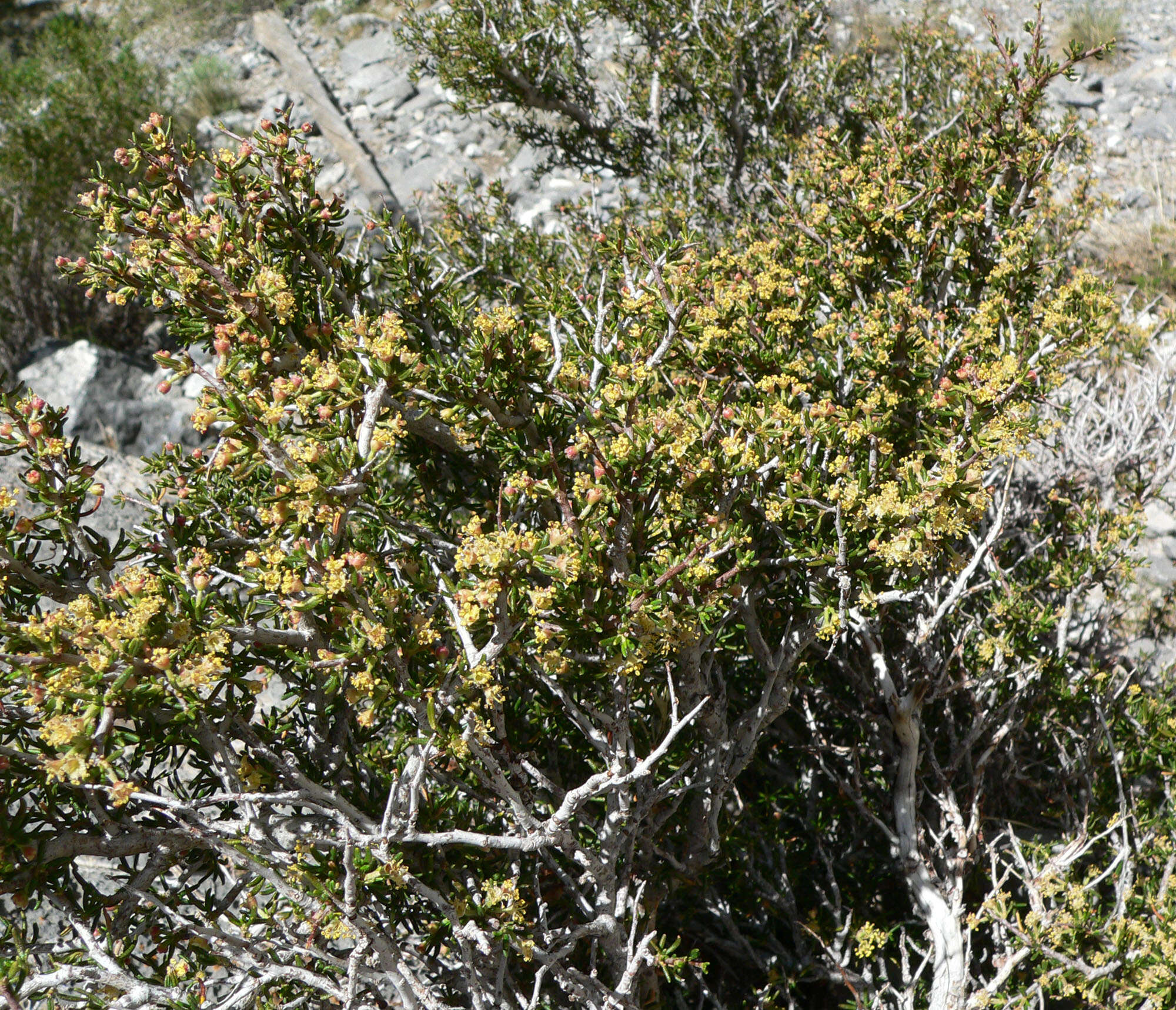 Image of littleleaf mountain mahogany