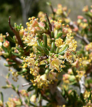 Imagem de Cercocarpus intricatus S. Wats.