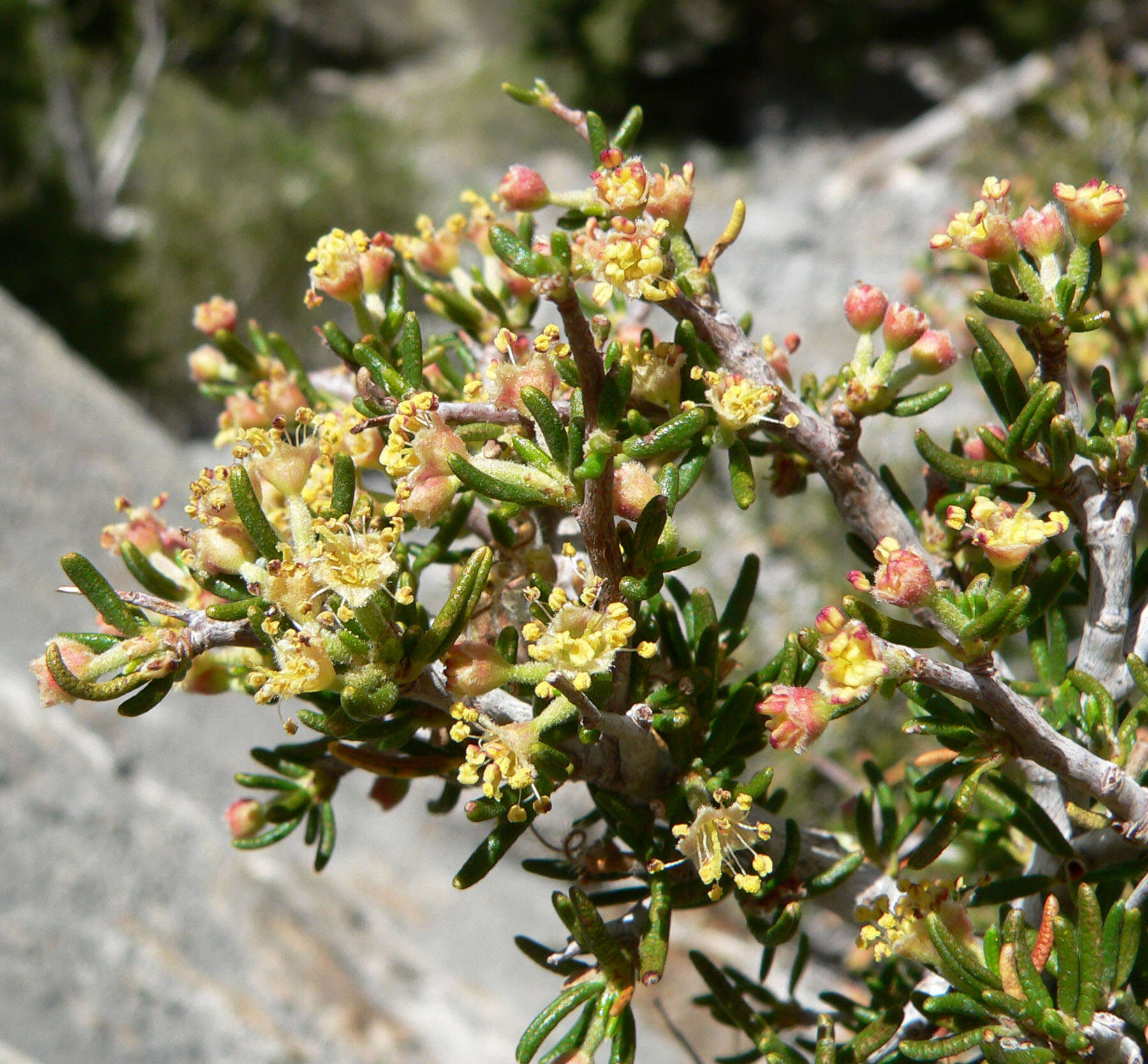 Image of littleleaf mountain mahogany