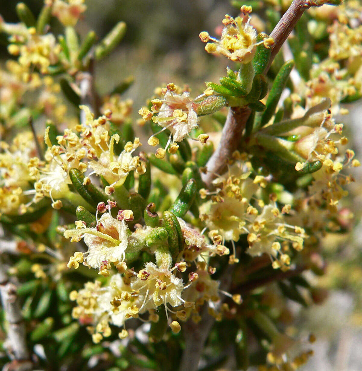 Imagem de Cercocarpus intricatus S. Wats.