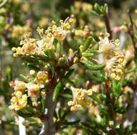 Imagem de Cercocarpus intricatus S. Wats.