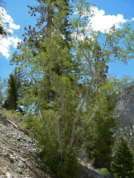 Image of Rocky Mountain maple