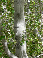 Image of Rocky Mountain maple