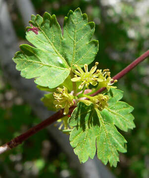 Image of Rocky Mountain maple