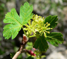 Image of Rocky Mountain maple