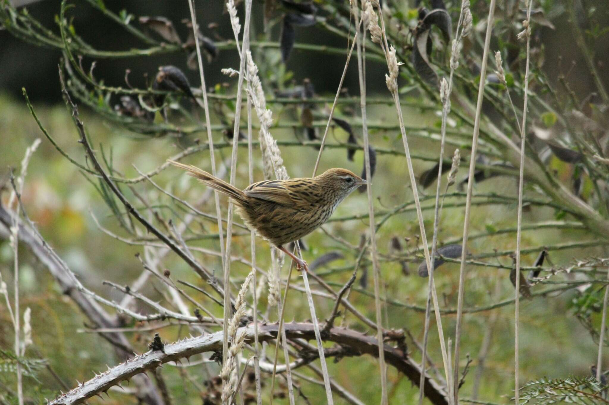 Poodytes punctatus (Quoy & Gaimard 1832) resmi