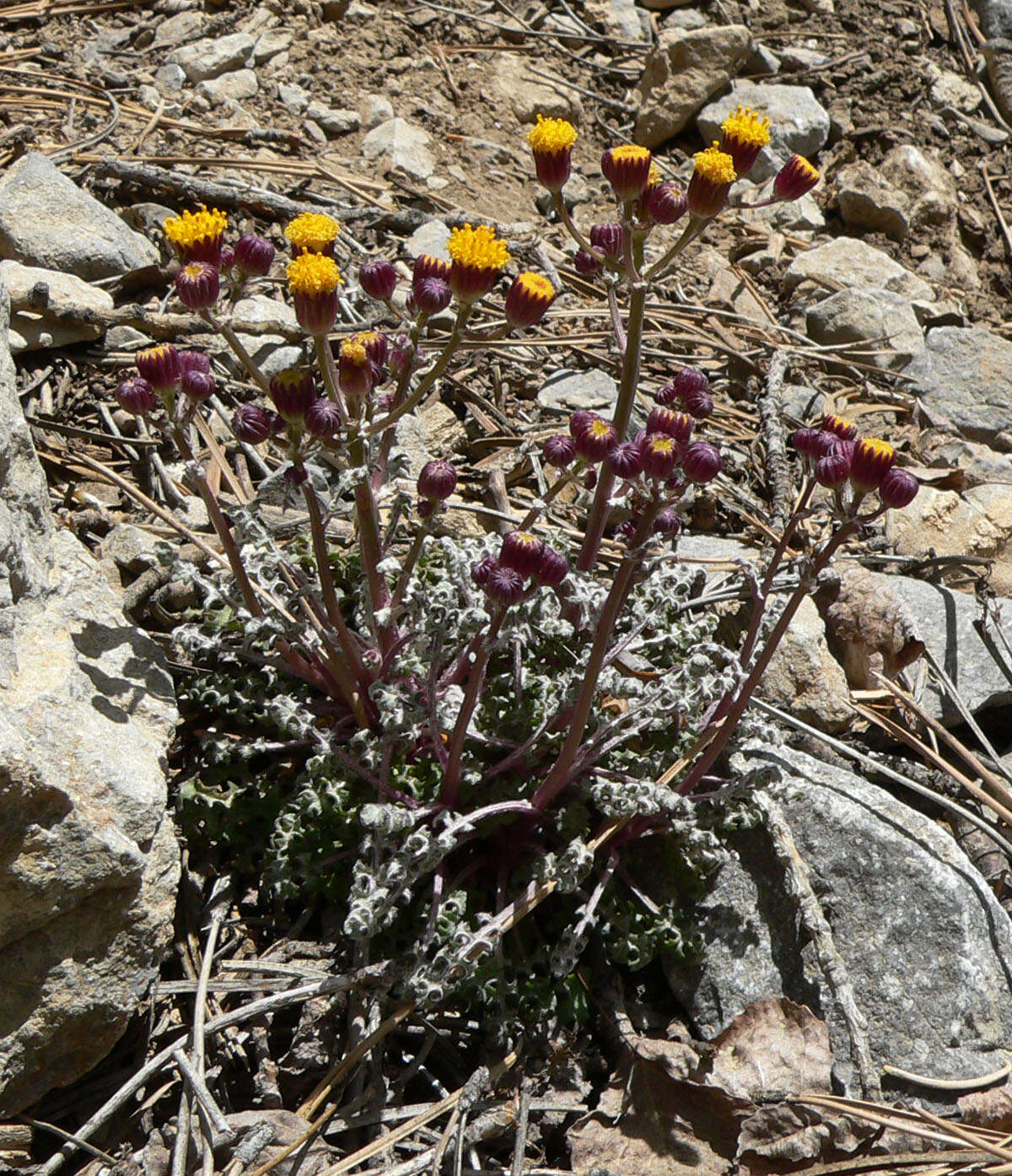 Image of lobeleaf groundsel