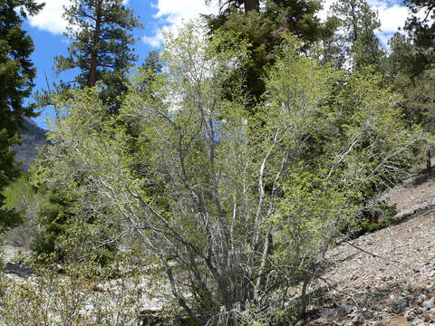 Image of Rocky Mountain maple