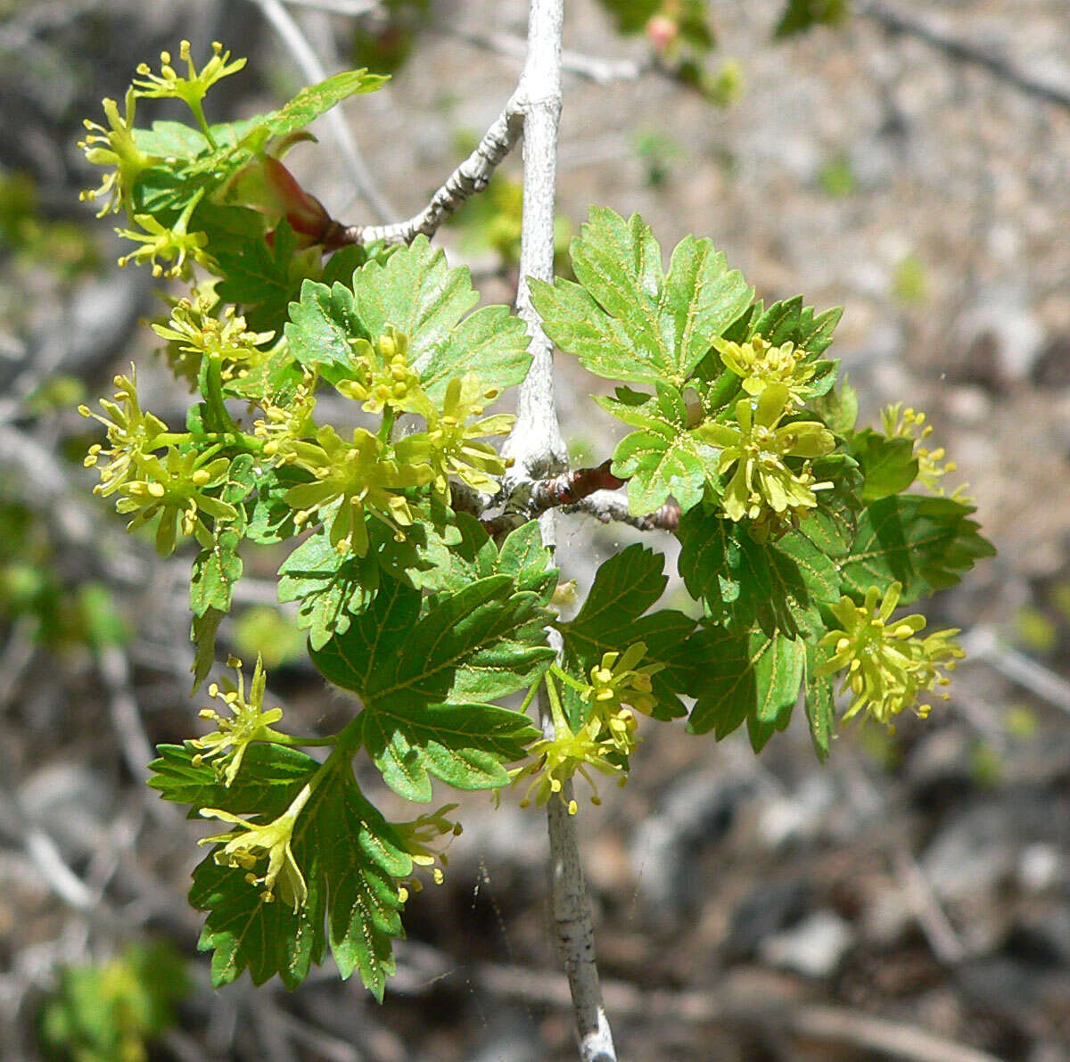 Image of Rocky Mountain maple