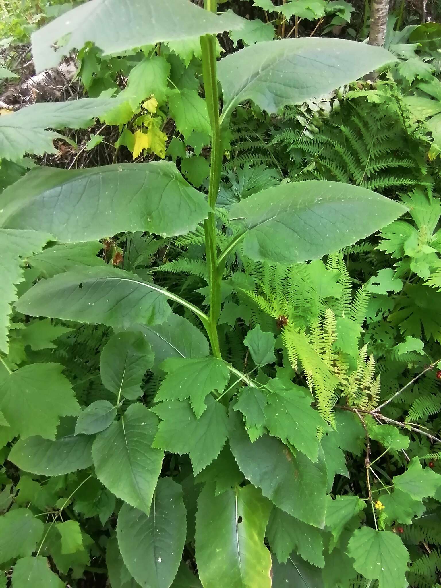 Saussurea latifolia Ledeb. resmi