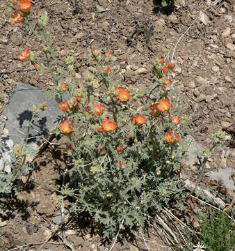 Imagem de Sphaeralcea grossulariifolia (Hook. & Arn.) Rydb.