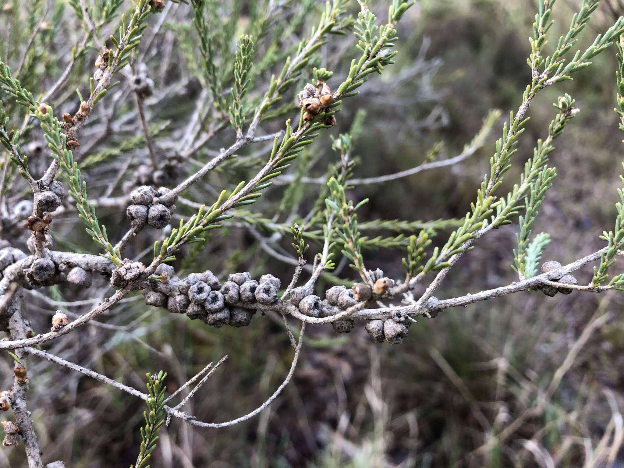 Image of d'Alton's melaleuca