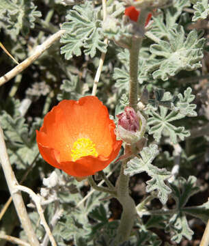 Image of globemallow