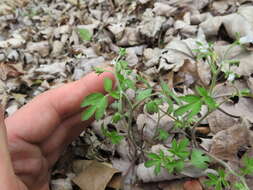 Image of oceanblue phacelia