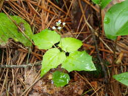 Image of Alpine enchanter’s-nightshade