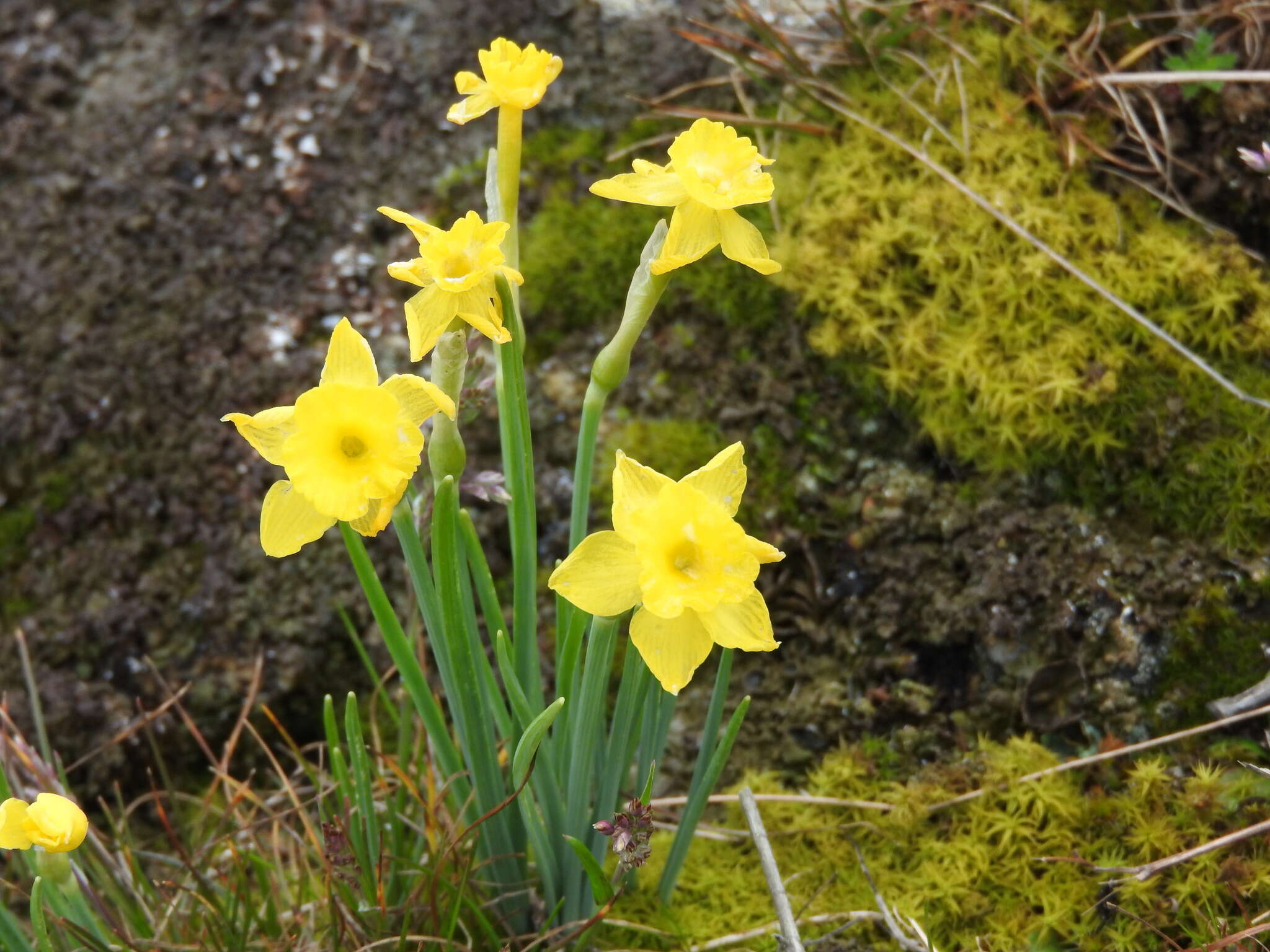 Image of Narcissus rupicola Dufour