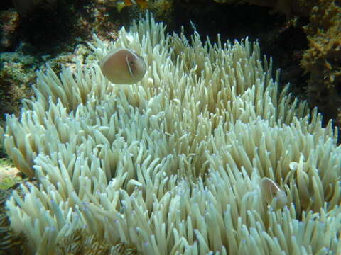 Image of Sebae Anemone