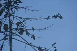 Image of Blue-throated Bee-eater