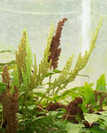 Image of Mexican fern