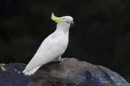 Image of Sulphur-crested Cockatoo