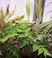 Image of Mexican fern