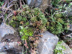 Image of spearleaf stonecrop