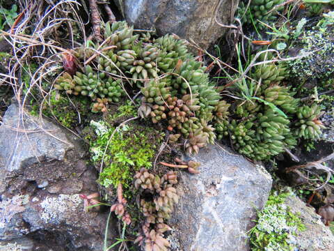 Image de Sedum lanceolatum subsp. nesioticum (G. N. Jones) Clausen