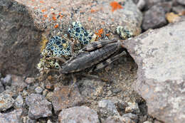 Слика од Buckellacris chilcotinae (Hebard 1922)